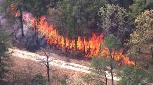 NJ Pine Barrens Fire 1